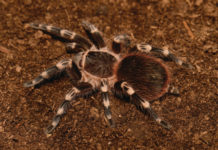 L’Acanthoscurria geniculata 1460 0 Acanthoscurria geniculata_ok